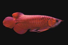 紫艳红龙鱼