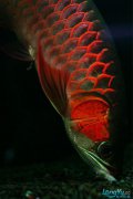 细框红龙鱼
