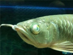 银龙鱼常见病类型介绍