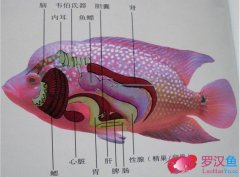 罗汉鱼的内部结构