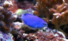 蓝魔海水鱼品种介绍
