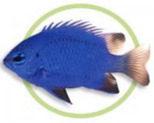 蓝宝石魔海水鱼品种介绍
