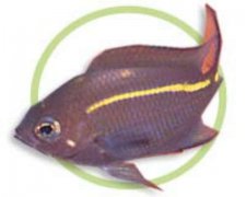 橙线雀海水鱼品种介绍