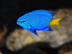 黄尾蓝魔海水鱼品种介绍