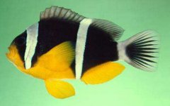 双带小丑鱼品种介绍