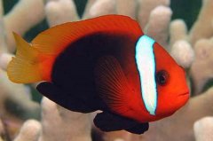 黑紅小丑鱼品种介绍