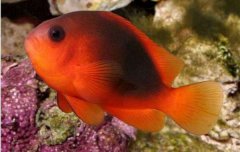 印度红小丑鱼品种介绍