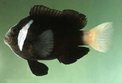 黑单带小丑鱼品种介绍