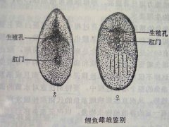 锦鲤怎么区分公母