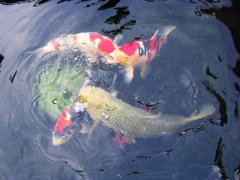 如何调节生物性水质浑浊