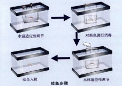 锦鲤养殖实用技法