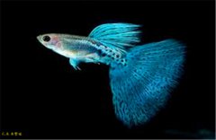 蓝草尾孔雀鱼繁殖