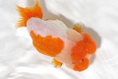 兰寿金鱼鱼鳔失调症