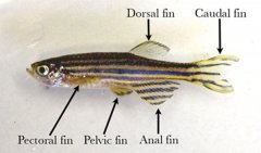 斑马鱼解剖图