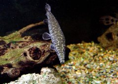 斑点雀鳝