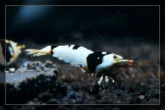 黑白水晶虾
