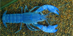 蓝魔虾繁殖