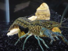 龙纹鳌虾