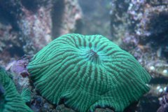 菇珊瑚