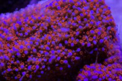 蔷薇珊瑚（表覆形）