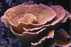 蔷薇珊瑚（叶盘形）