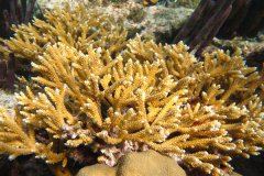 褐色鹿角珊瑚