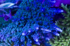 蓝色鹿角珊瑚