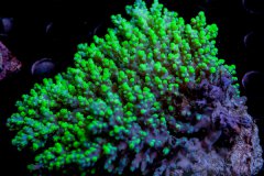 荧光鹿角珊瑚