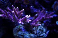 紫色鹿角珊瑚
