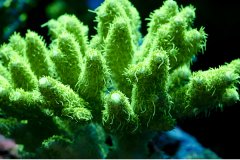 绿色鹿角珊瑚