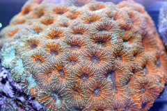 小花脑珊瑚