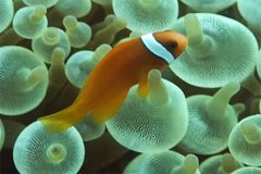什么是小丑鱼共生海葵？