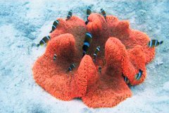 彩色地毯海葵