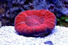 甜甜圈珊瑚