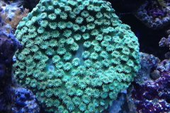 圆盘珊瑚