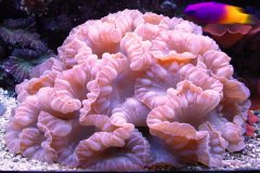 脊珊瑚