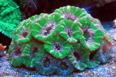 糖果脑珊瑚