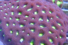脑珊瑚图片