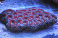 脑珊瑚常见种类概述
