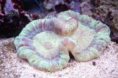 脑珊瑚饲养环境