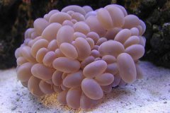 <b>气泡珊瑚</b>