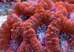 脑珊瑚怎么饲养