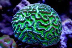扁脑珊瑚