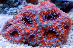 峇里脑珊瑚