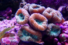 喇叭珊瑚